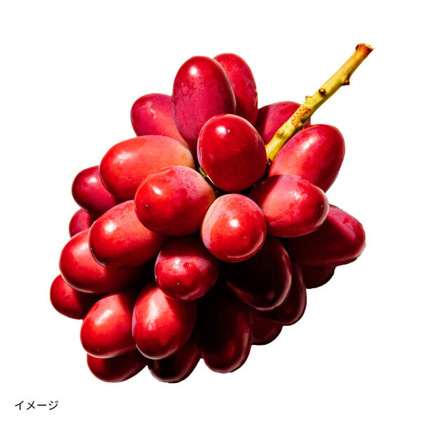 島根県産「島根ぶどう 神紅」