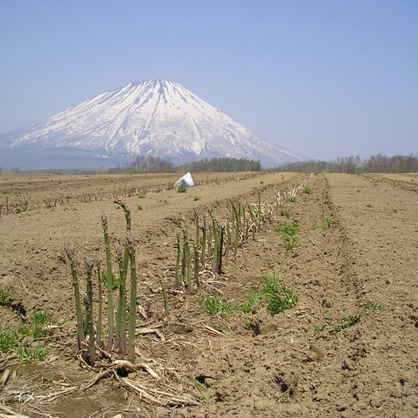北海道産「ホワイトアスパラガス」