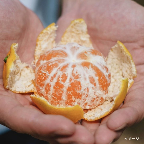 愛媛県産「訳あり 極早生みかん」