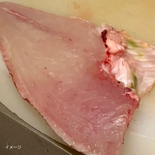 高知県産「訳あり 真鯛」