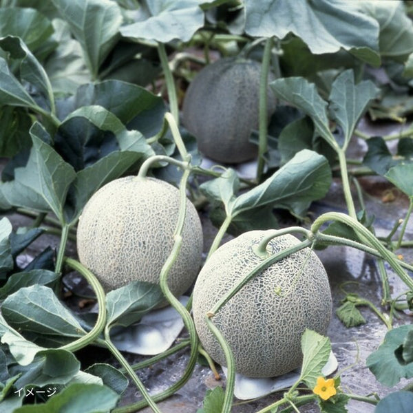 「夕張メロン優品（特大玉）」