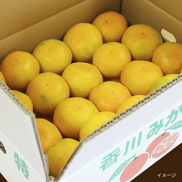 香川県産「極早生みかん S～Lサイズ」