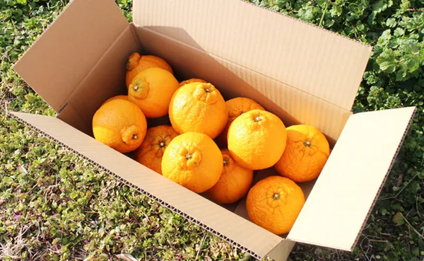 広島県大崎上島産「不知火」