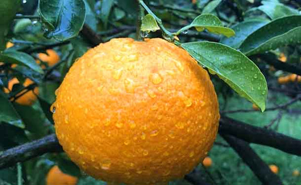 広島県大崎上島産「甘夏」