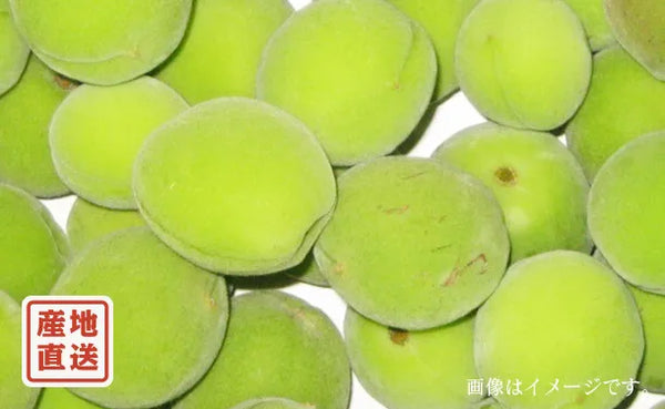 青森県産「豊後梅」