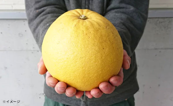 愛媛県産「村松文旦」3kg（3～5玉）