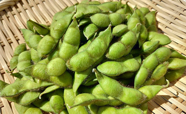 山形県産「訳あり品 鶴岡特産だだちゃ豆」