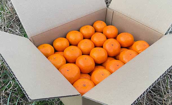 大崎上島産「温州みかん」