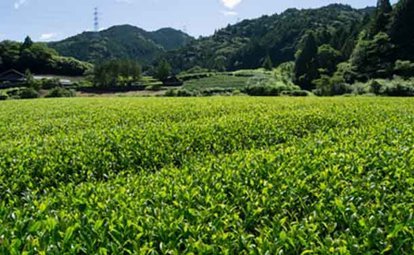 静岡県産「上級煎茶詰合せ」