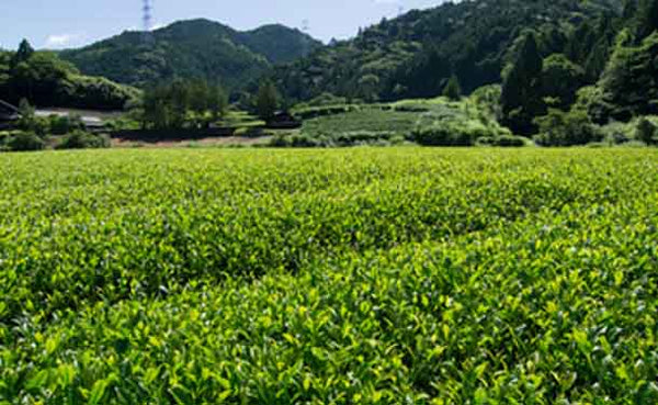 静岡県産「こだわり深蒸し茶」