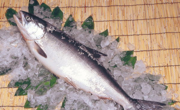 北海道産「時鮭（ときしらず）切身」