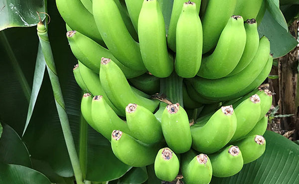 「岡山瀬戸内ばなな プレミアムギフト」