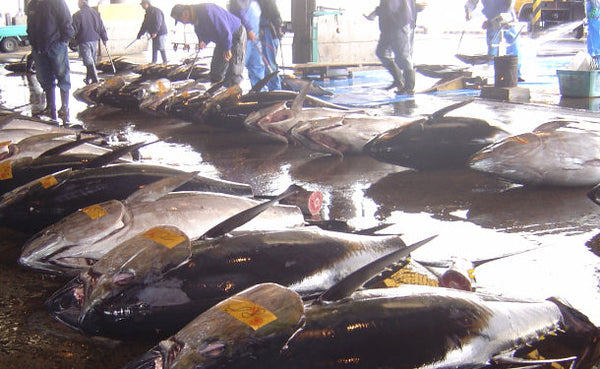 宮城県産「天然本マグロ切り落とし」