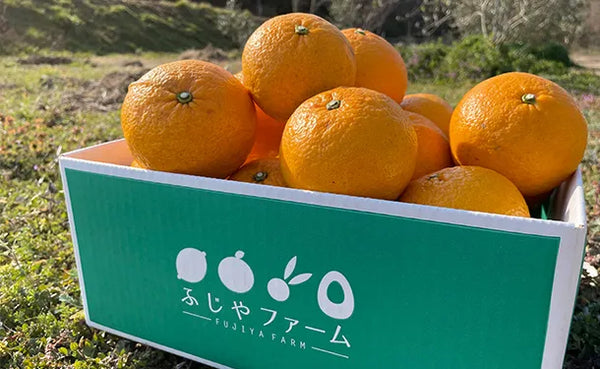 「紅八朔」約4kg（12個前後）
