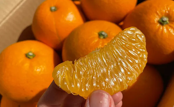 「紅八朔」約4kg（12個前後）